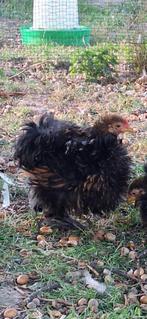 Cochin kriel krulveer haan, Dieren en Toebehoren