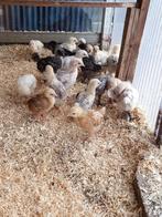 17 DERNIERS poussins à partir du 14 mai 100% poules 75 euros, Poule ou poulet, Femelle