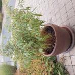 Grote bloempot hoogte 41cm met grote bamboeplant, Ophalen