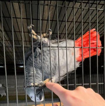 Gezocht: grijze roodstaarten beschikbaar voor biedingen