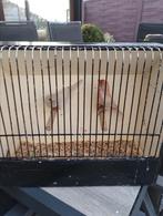 Laatste koppel opaal roodmusssen 2025, Geringd