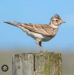 Veldleeuwerik, Dieren en Toebehoren, Vogels | Overige Vogels, Meerdere dieren, Wildzangvogel, Geringd