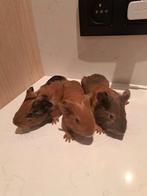 Cavia zeugjes, Dieren en Toebehoren, Knaagdieren, November, Vrouwelijk, Cavia