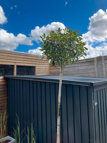 Glansmispel Photinia 'Red Robin' boompje beschikbaar voor biedingen