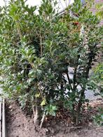 25 Hulst struiken, Tuin en Terras, Ophalen, Hulst, Struik, 100 tot 250 cm