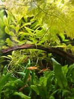 endler guppy’s (man), Dieren en Toebehoren, Vis, Zoetwatervis, Schoolvis