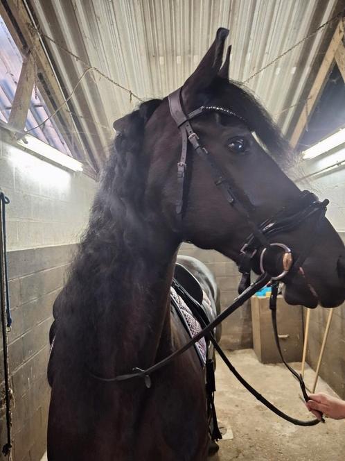 De très bonnes frites courageuses, Animaux & Accessoires, Chevaux, Jument