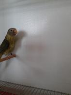 Pyrrhuras à vendre + têtes de prunier