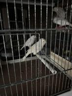 Wit satinet 4 stuks.  30€   Voor 2   50€, Dieren en Toebehoren