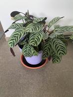Calathea kamerplant in mooie paarse bloempot., Ophalen
