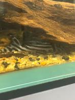 L46 4 stuks, Dieren en Toebehoren, Vissen | Aquariumvissen