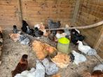 Zijdehoen, cochin kriel araucana, Dieren en Toebehoren