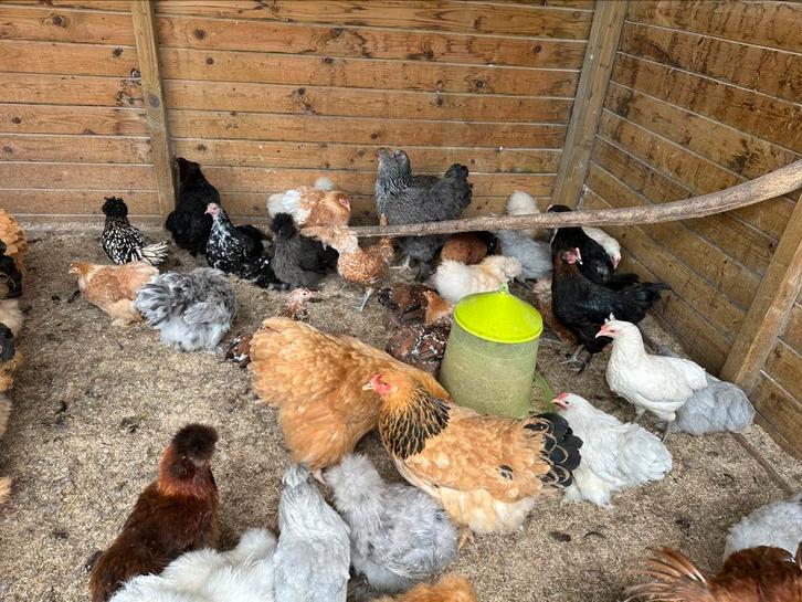 Zijdehoen, cochin kriel araucana, Dieren en Toebehoren, Pluimvee