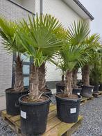 Winterharde palmbomen Trachycarpus Fortunei - op voorraad, Tuin en Terras, Ophalen