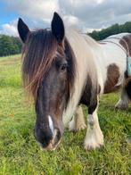 Opas/ verzorger, Dieren en Toebehoren, Paarden, Minder dan 160 cm, Met stamboom, Ruin, Zadelmak