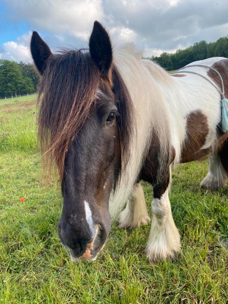 Opas/ verzorger, Dieren en Toebehoren, Paarden, Ruin, Zadelmak, Minder dan 160 cm, 11 jaar of ouder, Recreatiepaard, Met stamboom