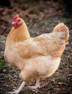 JE CHERCHE/VOTRE CHERCHE, Poule ou poulet