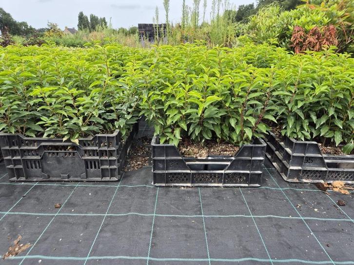 Portugese laurier haagplantjes 20-30 cm, Tuin en Terras, Planten | Struiken en Hagen, Haag, Laurier, Minder dan 100 cm, Ophalen of Verzenden