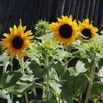 Zonnebloemplanten, Ophalen, Zomer, Eenjarig, Volle zon
