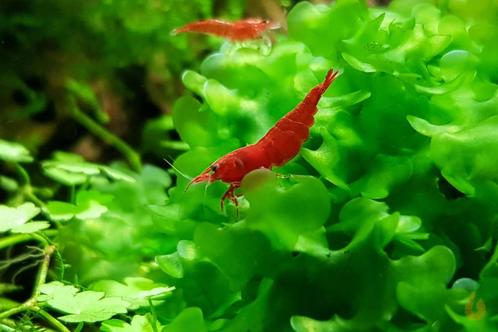 Süßwassertang mos voor garnalen en kweek aquarium, Dieren en Toebehoren, Vissen | Aquaria en Toebehoren, Nieuw, Plant(en), Steen of Hout