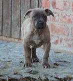 Chiot américain Stafford, American Staffordshire Terrier, Chien (mâle), Belgique, 8 à 15 semaines