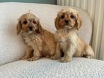 Prachtige Cavapoo pups( dwergpoedel x cavallier ), Dieren en Toebehoren, Poedel, België, CDV (hondenziekte), 8 tot 15 weken