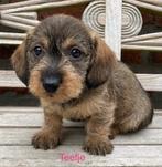 Ruwharige dwergteckel pups (ouders DNA getest), België, CDV (hondenziekte), 8 tot 15 weken, Dwerg