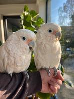 Zeer mooie en grote Goffini kaketoe, Dieren en Toebehoren, Tam