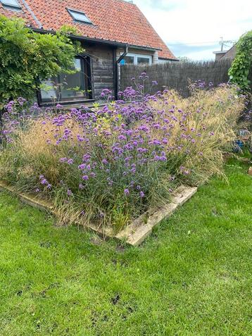 Plantjes Verbena of ijzerhard . Trekt vlinders aan beschikbaar voor biedingen