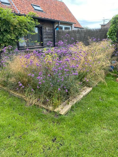 Plantjes Verbena of ijzerhard . Trekt vlinders aan, Tuin en Terras, Planten | Struiken en Hagen, Ophalen
