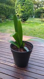 Clivia Miniata echte kamerplant, stekje, oranje bloesem (2), Ophalen, Overige soorten, In pot, Minder dan 100 cm