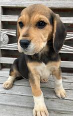 Beagle pups, Dieren en Toebehoren, België, Beagle, 8 tot 15 weken, Teef