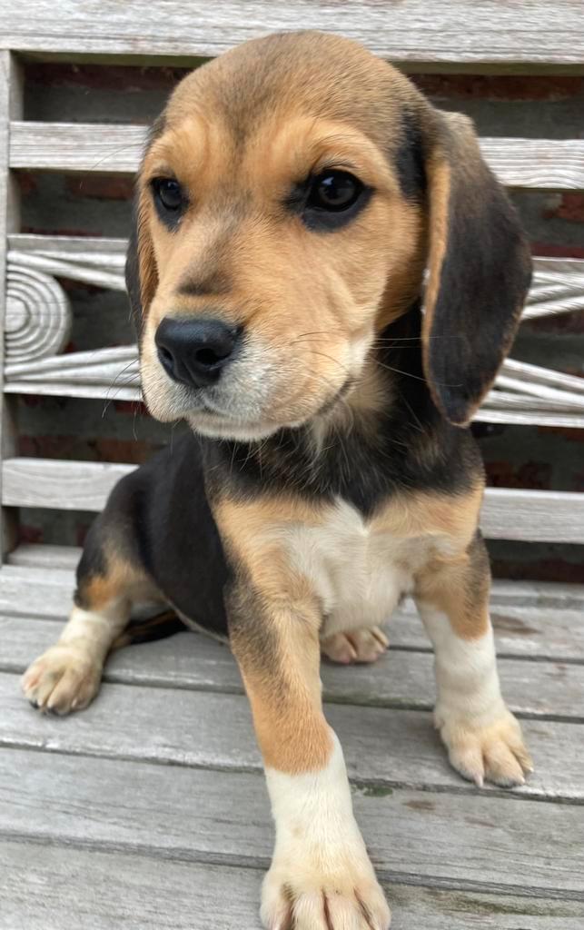 Beagle pups, Dieren en Toebehoren, Honden | Beagles, Bassets en Lopende honden, Teef, Beagle, Fokker | Professioneel, Meerdere