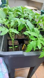 Tomatenplantjes, Zomer, Ophalen, Groenteplanten, Eenjarig