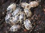Dairy cow isopods, Dieren en Toebehoren, Insecten en Spinnen