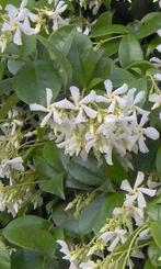 Toscaanse jasmijn / Trachelospermum jasminoides, Ophalen, Zomer, Vaste plant, Klimplanten