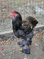 Brahma haan, Dieren en Toebehoren