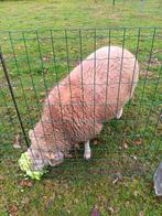 jaarling kruisling  ram te koop, Dieren en Toebehoren, Schapen, Geiten en Varkens, Mannelijk, Schaap, 0 tot 2 jaar