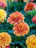 Marigold Strawberry Blonde, Ophalen of Verzenden