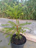 Sequoia sempervirens te koop, Tuin en Terras, Planten | Bomen, In pot, Minder dan 100 cm, Halfschaduw, Overige soorten