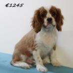 Cavalier King Charles - pups te koop, 15 weken tot 1 jaar, Buitenland, CDV (hondenziekte), Meerdere