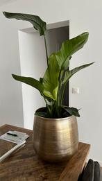Strelitzia kamerplant (zonder pot), Overige soorten, Minder dan 100 cm, Bloeiende kamerplant, Volle zon