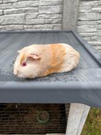 Lillac beertje, Dieren en Toebehoren, Knaagdieren, November, Mannelijk, Cavia