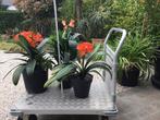 Clivia, Ophalen