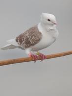 Vlaanderse Smierel 2025, Animaux & Accessoires, Oiseaux | Pigeons