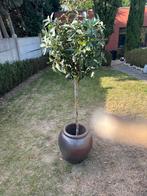 Plastic boom, Dieren en Toebehoren, Ophalen, Zo goed als nieuw, Kooi-accessoires