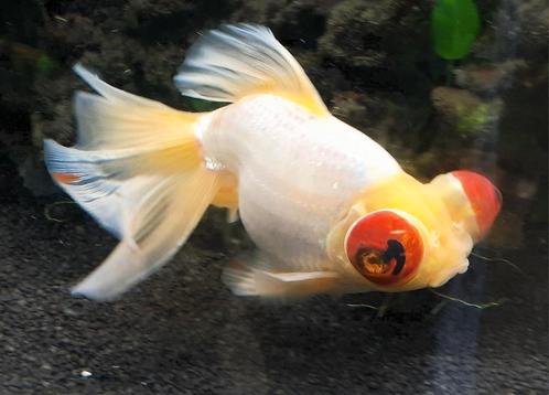Telescoop sluierstaart & Oranda, Dieren en Toebehoren, Vissen | Aquariumvissen