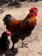 Prachtige Marans koperzwart haan