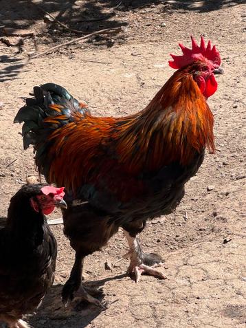 Prachtige Marans koperzwart haan beschikbaar voor biedingen