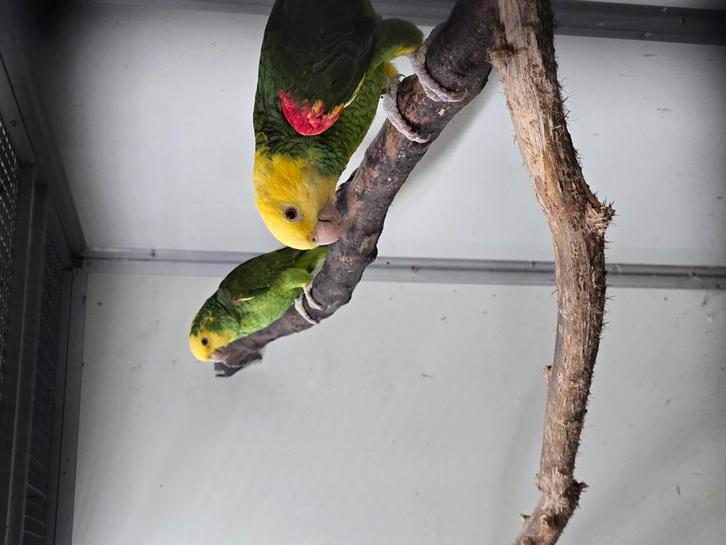 Diverse papagaaien parkieten bij Animal trade, Dieren en Toebehoren, Vogels | Parkieten en Papegaaien